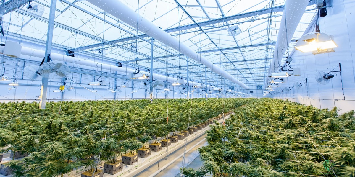 Greenhouses vs. Vertical Farms: CEA’s Future