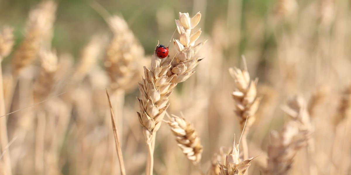 Insects: A Nightmare Of Every Farmer