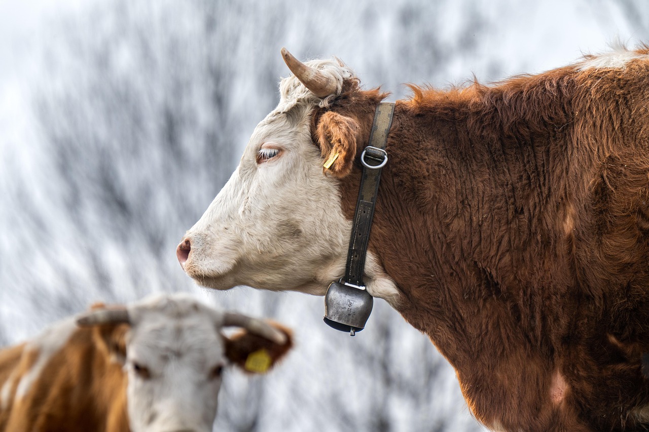 The Future Of Rural Livestock Markets