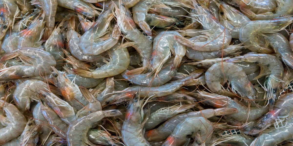 Indian Shrimp Industry - Local Market Development Requirement