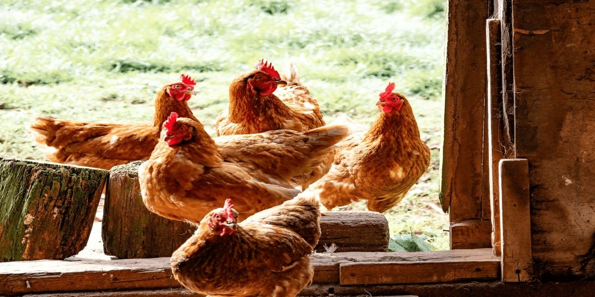 How Knowledge Ridge Enabled Expert Insights in the Global Animal Health and Nutrition Domain